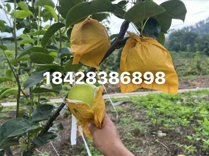 高山翠冠梨青皮，果甜化渣口感好，自然成熟接大小车