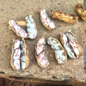 七彩花生，精品货鲜货量大从优，价格美丽需要的可以联系我，
