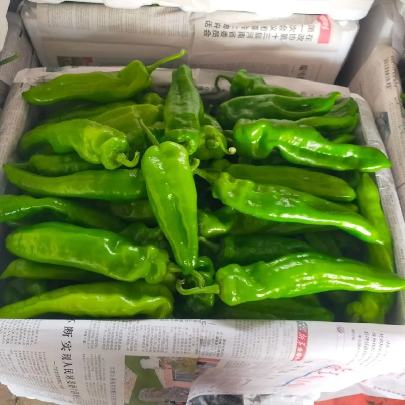 辣椒，薄皮椒，产地一手货源，看货论价，欢迎来电
