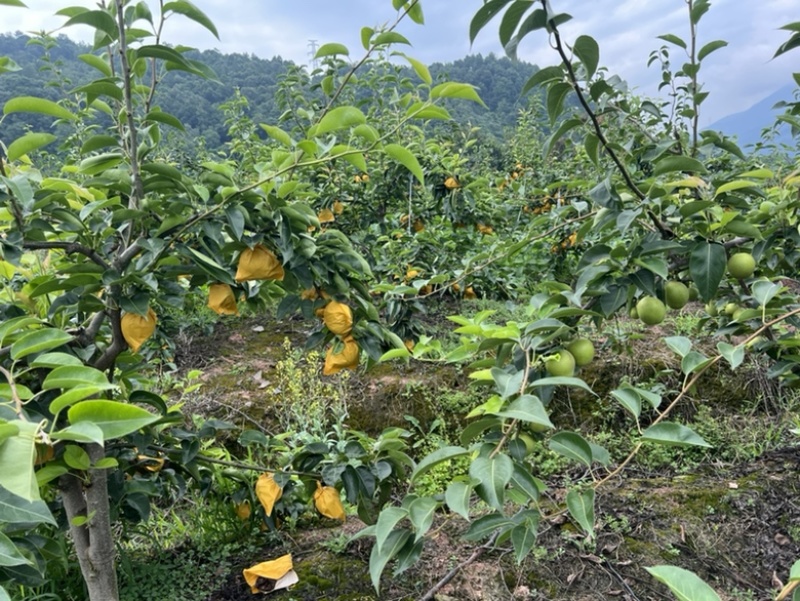 翠冠梨，合作社大量供货7月13号开园，接大小车