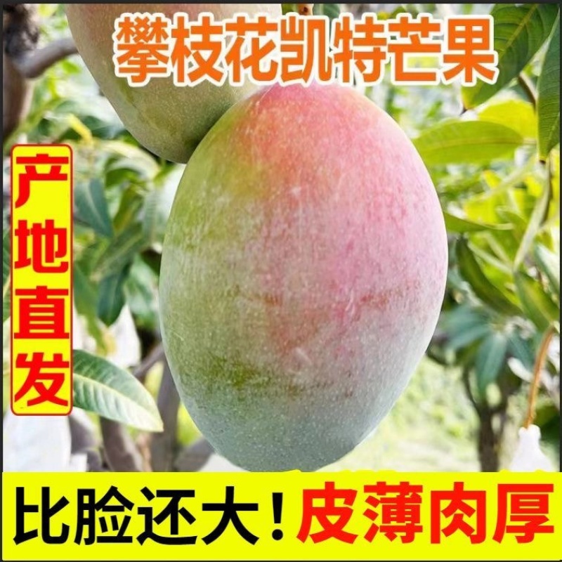 攀枝花产地直发凯特芒果一级大果爆甜多汁包邮