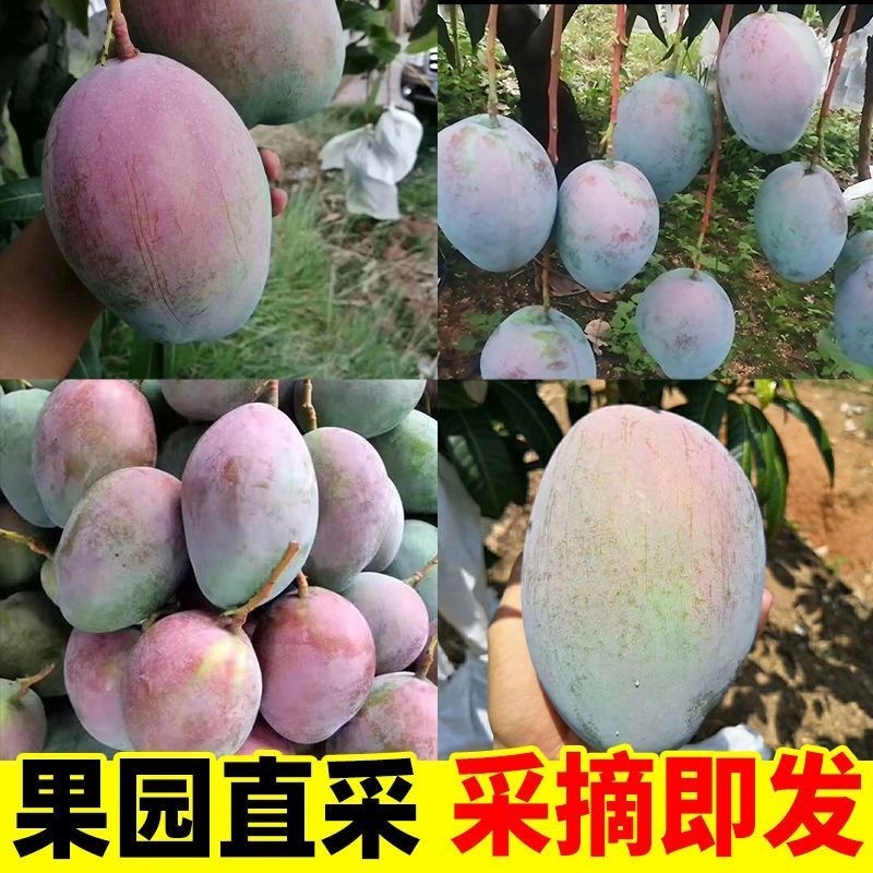 攀枝花产地直发凯特芒果一级大果爆甜多汁包邮