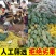 攀枝花产地直发凯特芒果一级大果爆甜多汁包邮