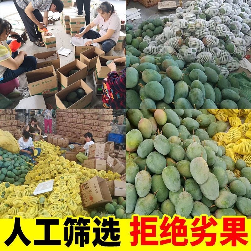 攀枝花产地直发凯特芒果一级大果爆甜多汁包邮