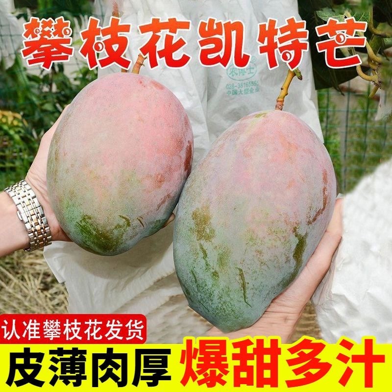 攀枝花产地直发凯特芒果一级大果爆甜多汁包邮