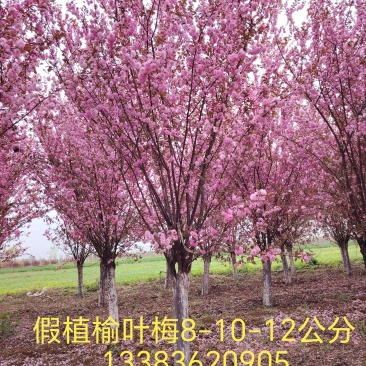 《保定康达苗圃场》假植苗基地
