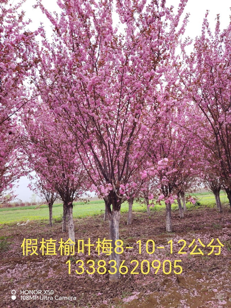 《保定康达苗圃场》假植苗基地