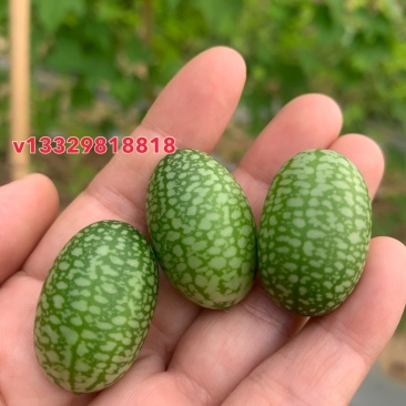 拇指西瓜迷你小西瓜绿瓤西瓜产地大量供货