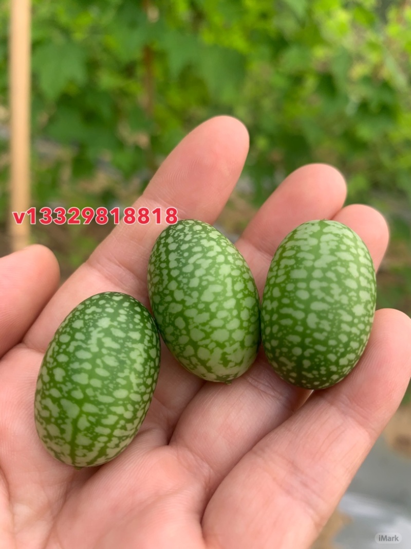 拇指西瓜迷你小西瓜绿瓤西瓜产地大量供货