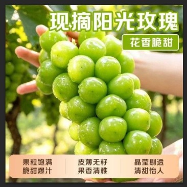 ，荆楚阳光玫瑰园千亩种植基地，主打包园整车供应链