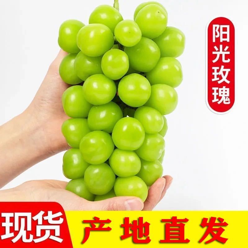 ，荆楚阳光玫瑰园千亩种植基地，主打包园整车供应链