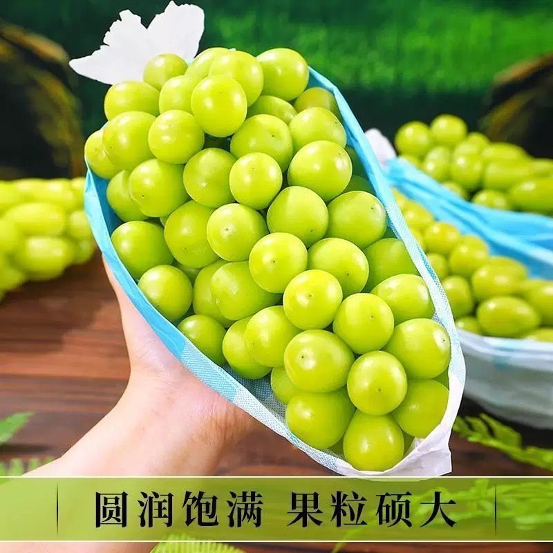 ，荆楚阳光玫瑰园千亩种植基地，主打包园整车供应链
