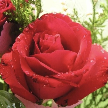 玫瑰花