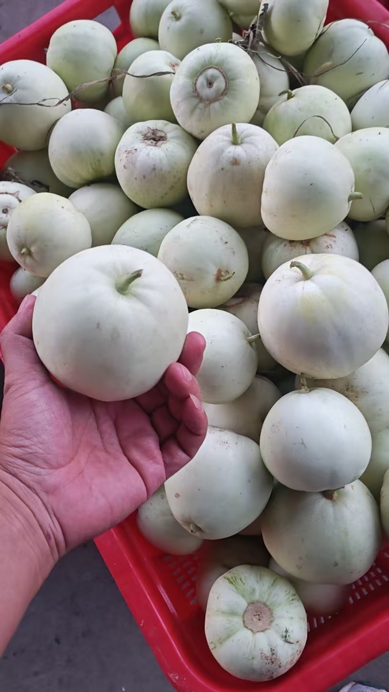 小白瓜