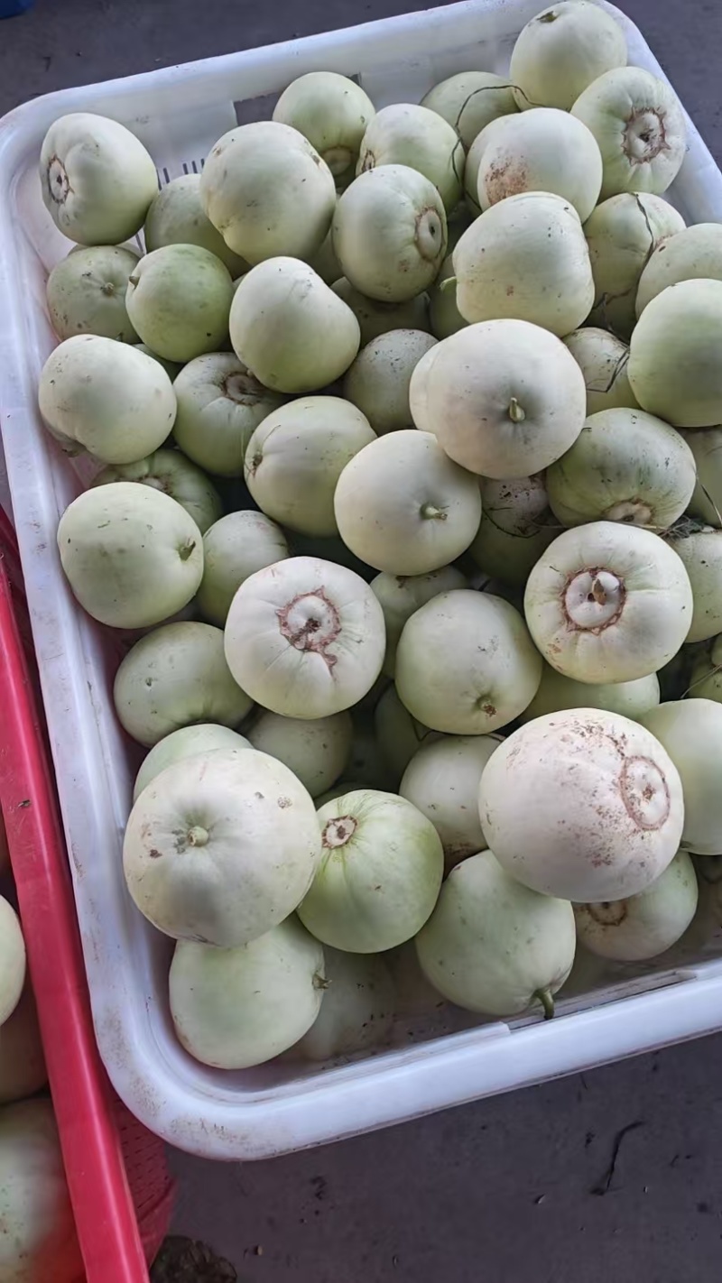 小白瓜