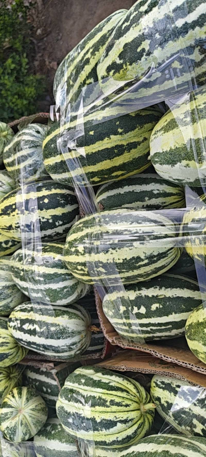 大量供应甜瓜