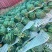 精品无籽美都麒麟西瓜产地直发品质保证量大从优一手