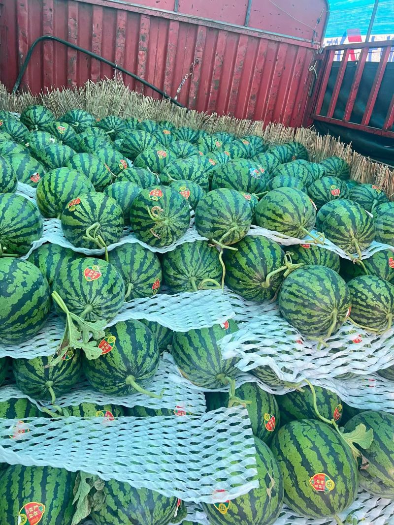 精品无籽美都麒麟西瓜产地直发品质保证量大从优一手
