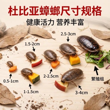 杜比亚