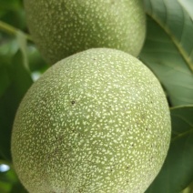 山核桃