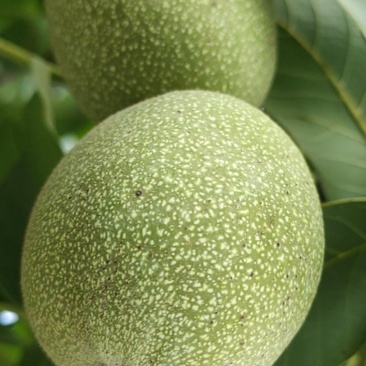 山核桃