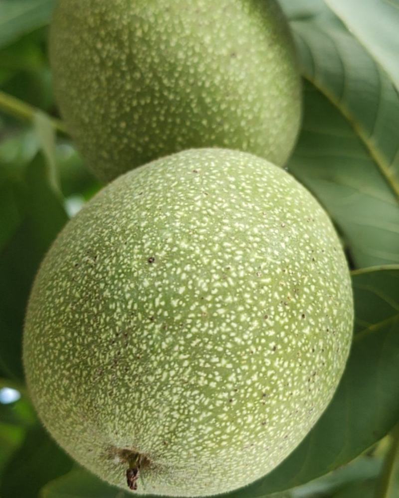 山核桃