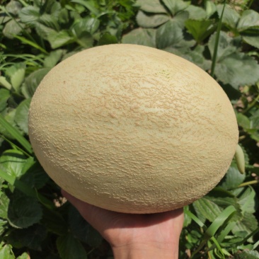 银蒂蜜瓜通货
