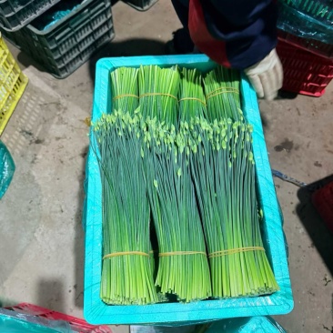 甘肃。精品韮苔