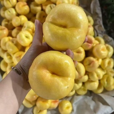 蒙阴蜜桃