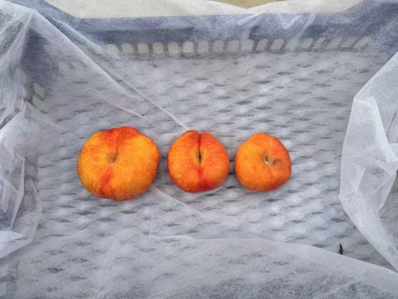 蟠九蟠五