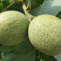 费县山核桃