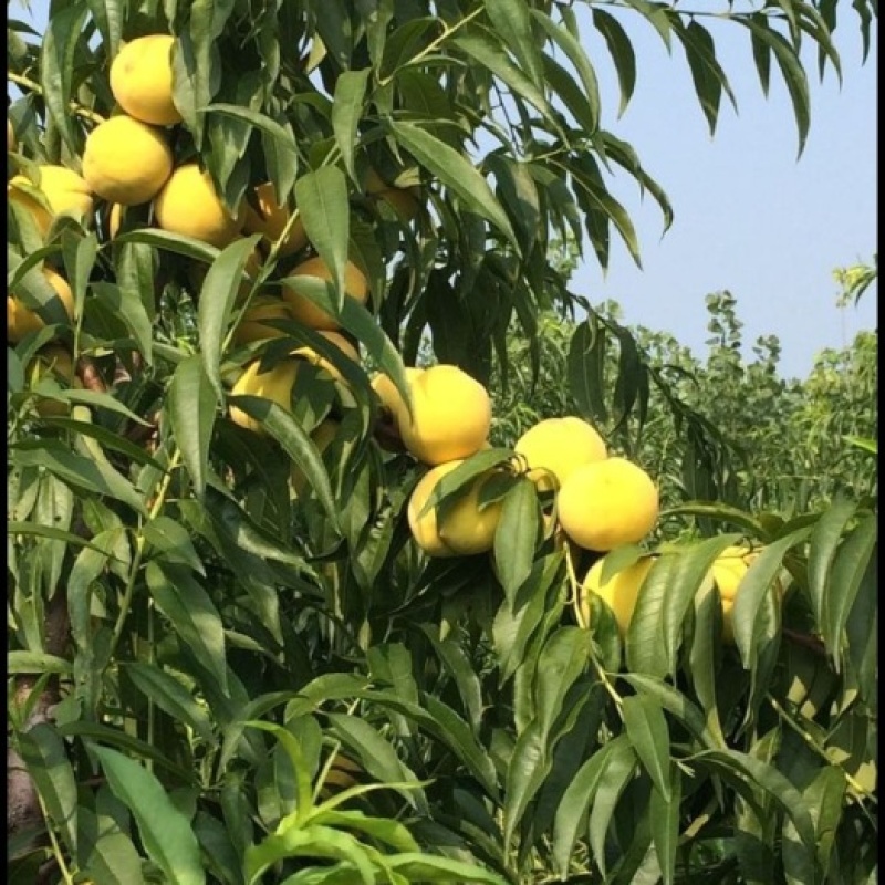 平邑沂蒙山区大量罐头桃上市，品种现有，黄金冠，甜黄金，黄
