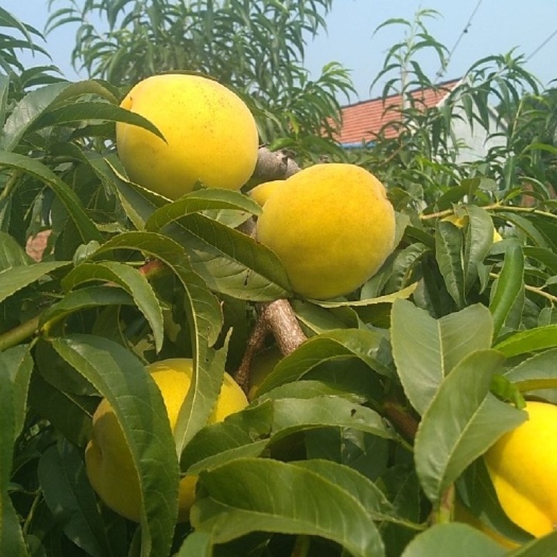 平邑沂蒙山区大量罐头桃上市，品种现有，黄金冠，甜黄金，黄
