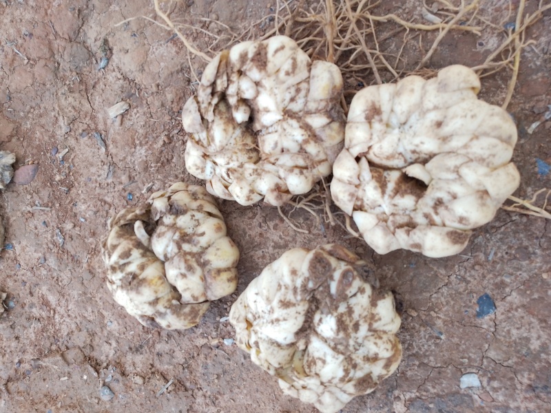 新鲜龙牙红带苦味的百合种植基地产地直销包邮