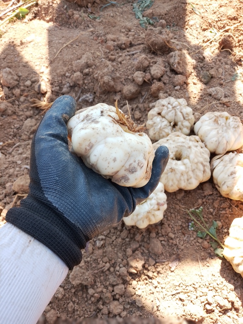 新鲜龙牙红带苦味的百合种植基地产地直销包邮