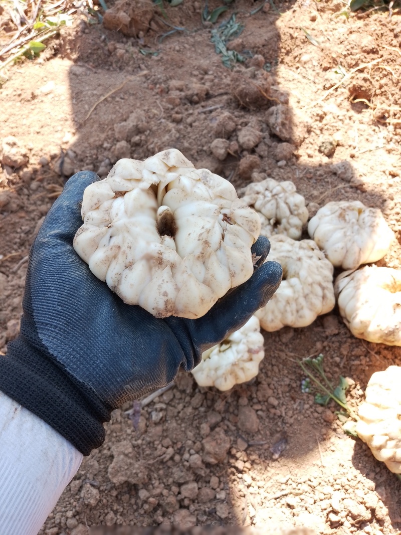 新鲜龙牙红带苦味的百合种植基地产地直销包邮