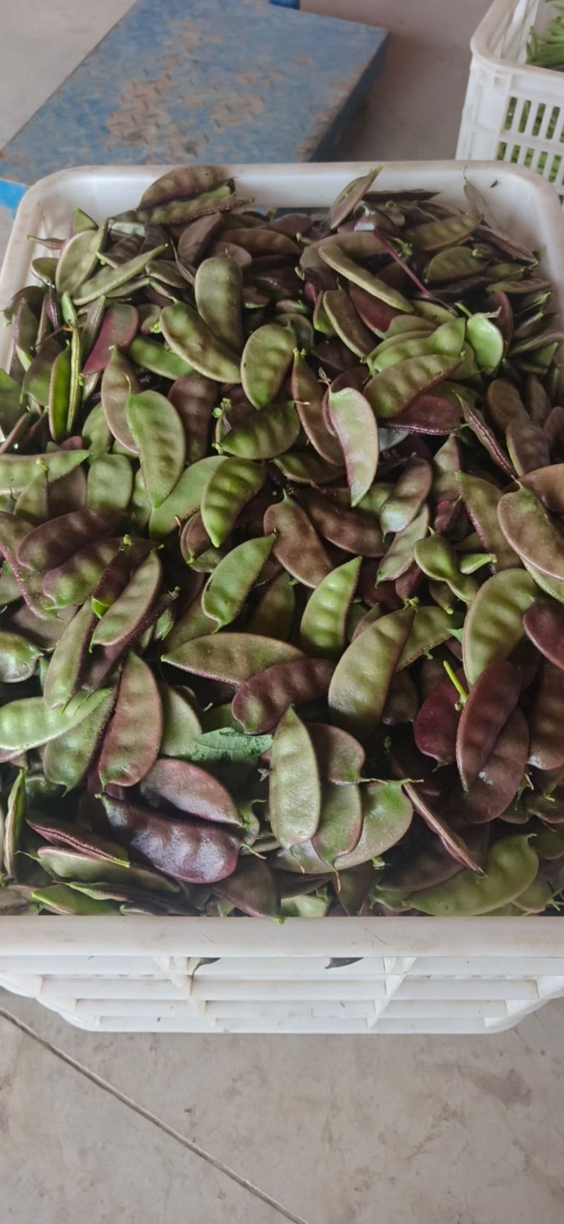 东台优质紫扁豆