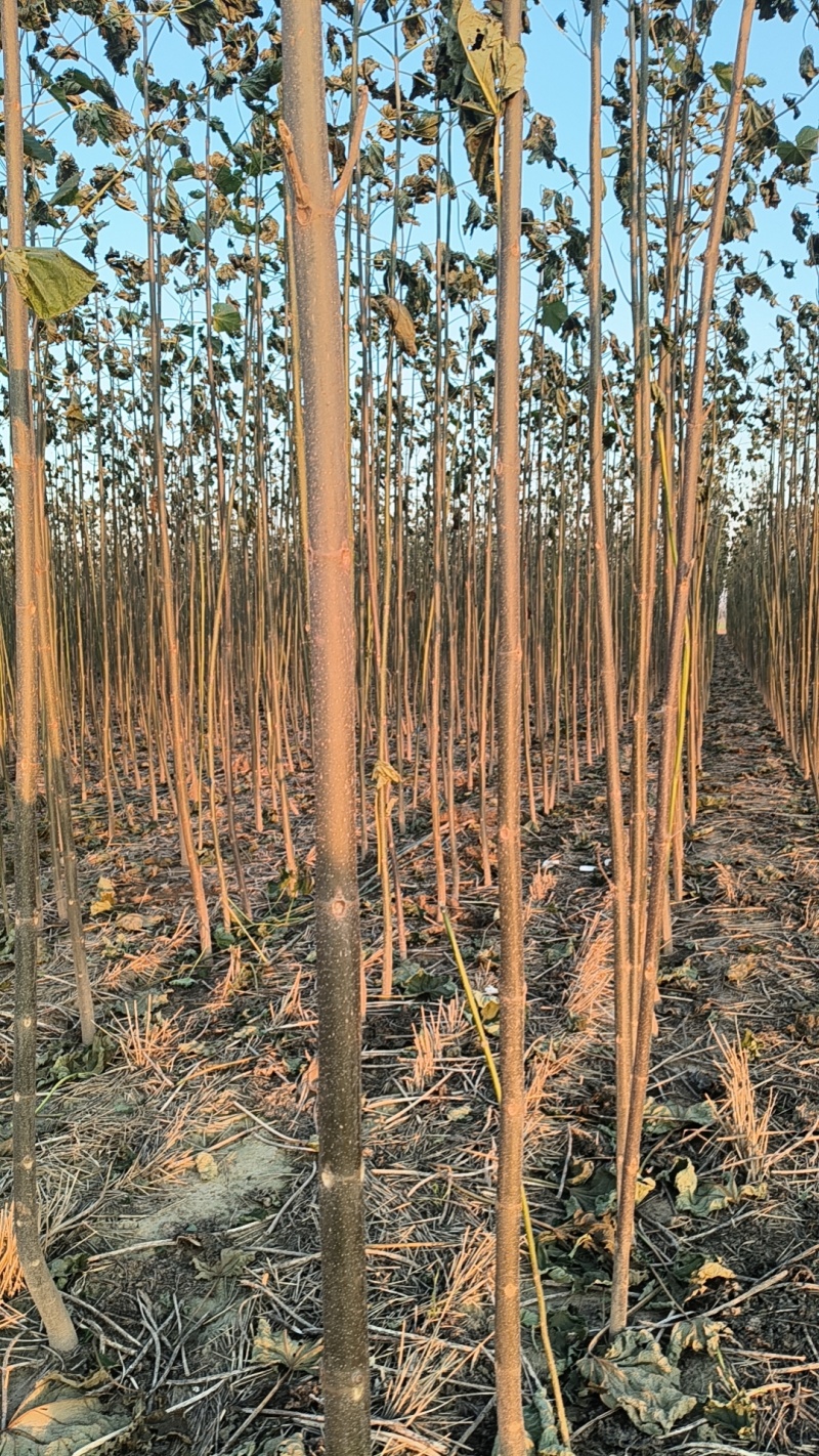泡桐树苗