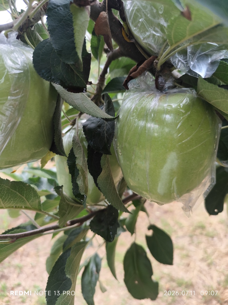 青苹果，绿中秋王，河北省，深泽县，海量货源，欢迎各地老板
