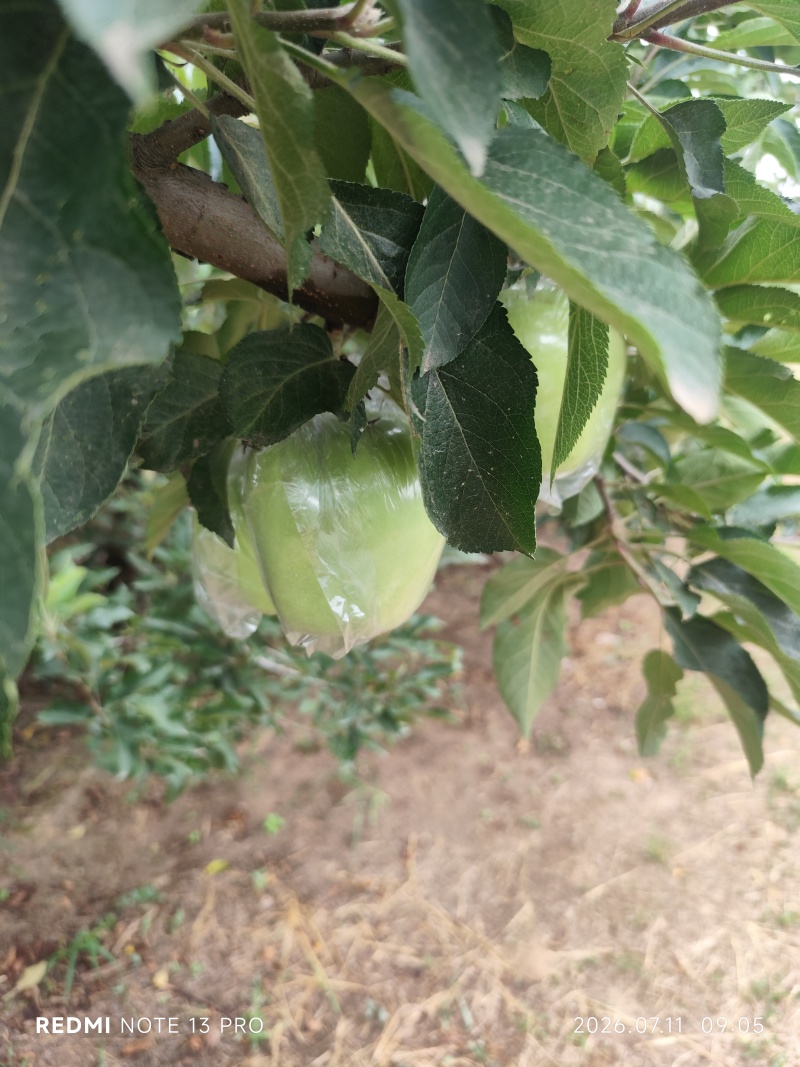 青苹果，绿中秋王，河北省，深泽县，海量货源，欢迎各地老板
