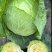 本地甘蓝圆白菜一手货源