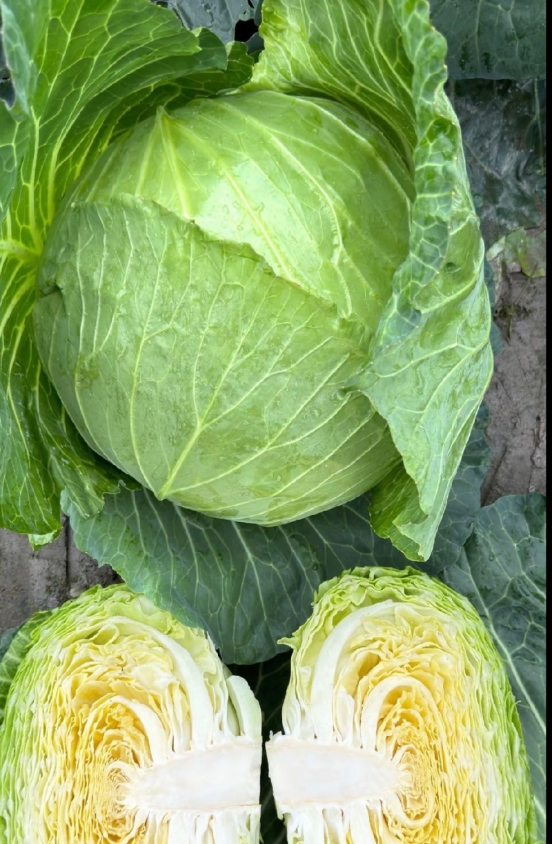 本地甘蓝圆白菜一手货源