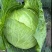 本地甘蓝圆白菜一手货源