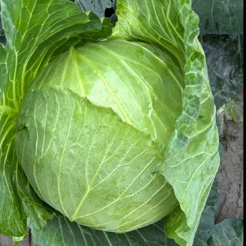 本地甘蓝圆白菜一手货源