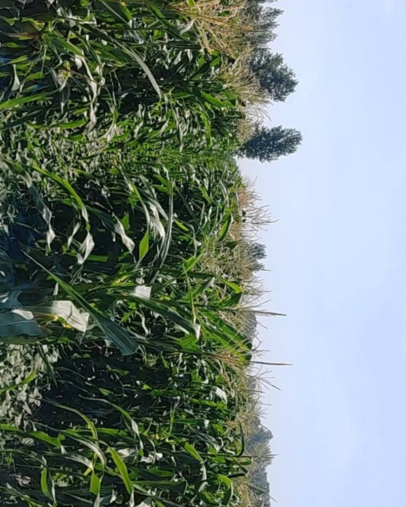 水果玉米(甜玉米)单个500克左右