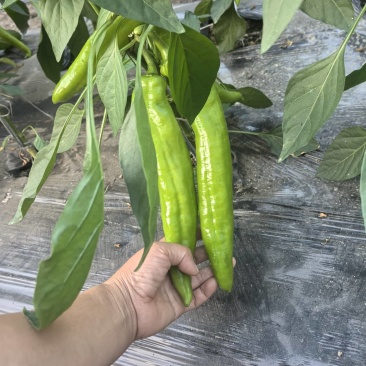 黄皮尖椒，