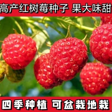 树莓苗双季覆盆子果树苗盆栽地栽南北方种植当年结果红黄黑树
