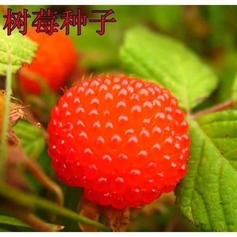 树莓苗双季覆盆子果树苗盆栽地栽南北方种植当年结果红黄黑树