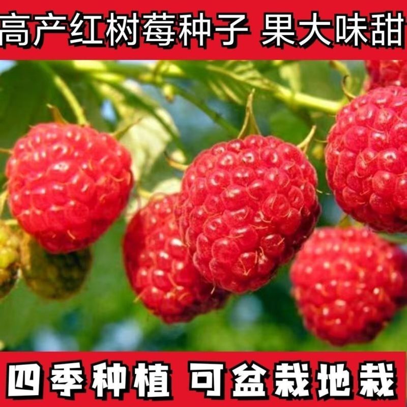 树莓苗双季覆盆子果树苗盆栽地栽南北方种植当年结果红黄黑树