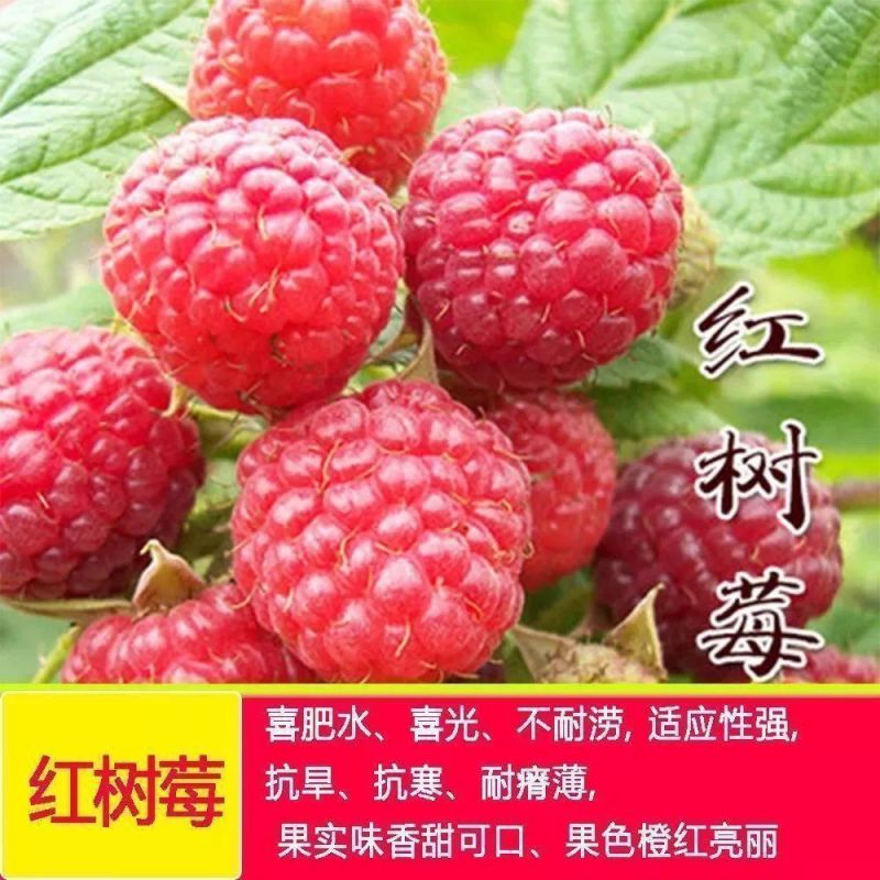树莓苗双季覆盆子果树苗盆栽地栽南北方种植当年结果红黄黑树